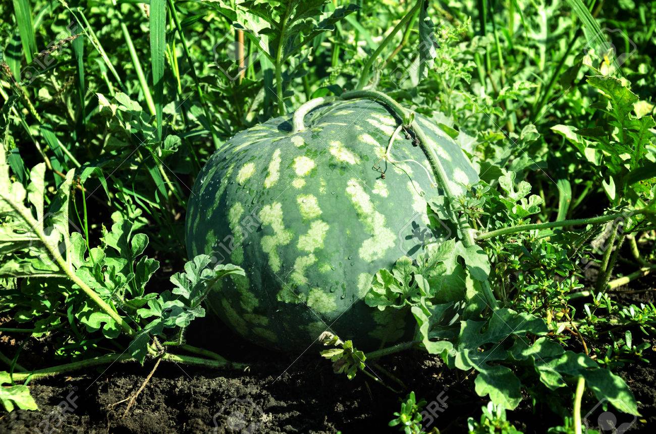 緑の葉と土壌を背景に庭園の夏緑 大きな果実のスイカ の写真素材 画像素材 Image