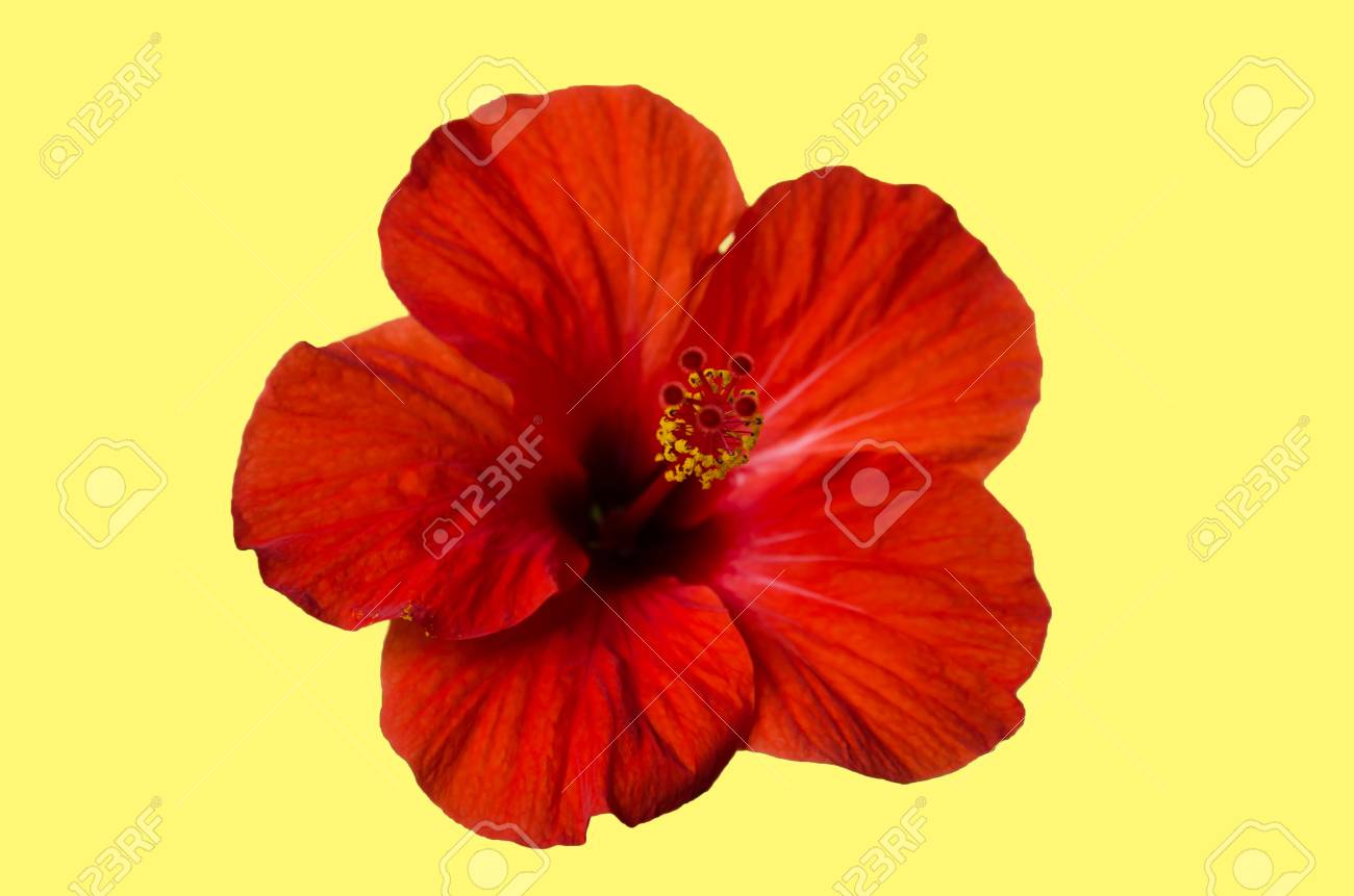 Fleur D 39 Hibiscus Rouge Avec Pétales De Lierre Et Pistil Sur Un Fond Clair Tendre