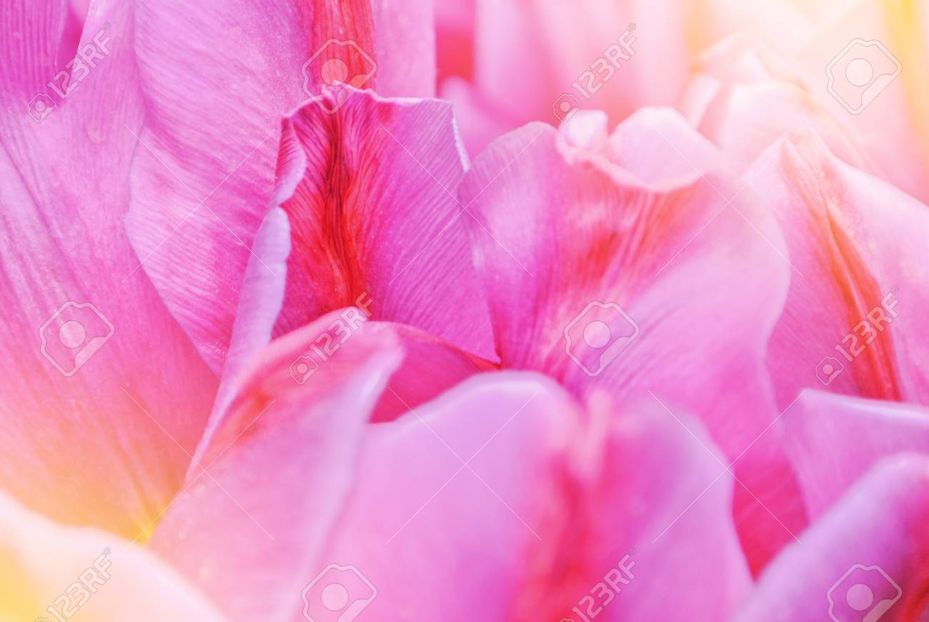 クローズアップマクロ美しいピンクの紫の赤い鮮やかなチューリップの花びら 柔らかい焦点の春の花は トーンの花の背景をぼやけました 穏やかな春 ロマンチックな芸術はがき画像デスクトップ壁紙 の写真素材 画像素材 Image クローズアップマクロ美しいピンクの紫の赤い鮮やかなチューリップの花びら 柔らかい焦点の春の花は トーンの花の背景をぼやけました 穏やかな春 ロマンチックな芸術はがき画像デスクトップ壁紙 の写真素材 画像素材 Image