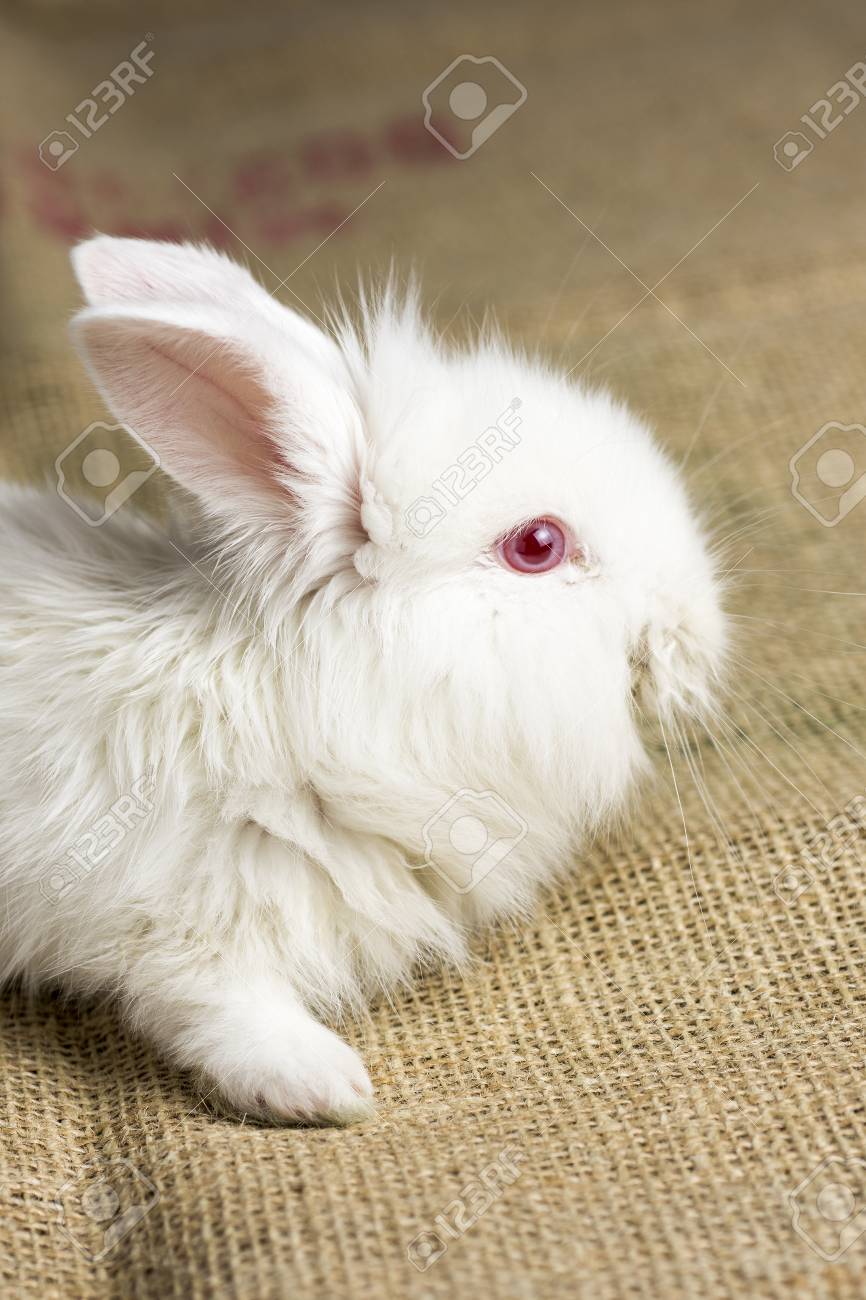 White Rabbit On Burlap Texture Background Cute Red Eye Bunny