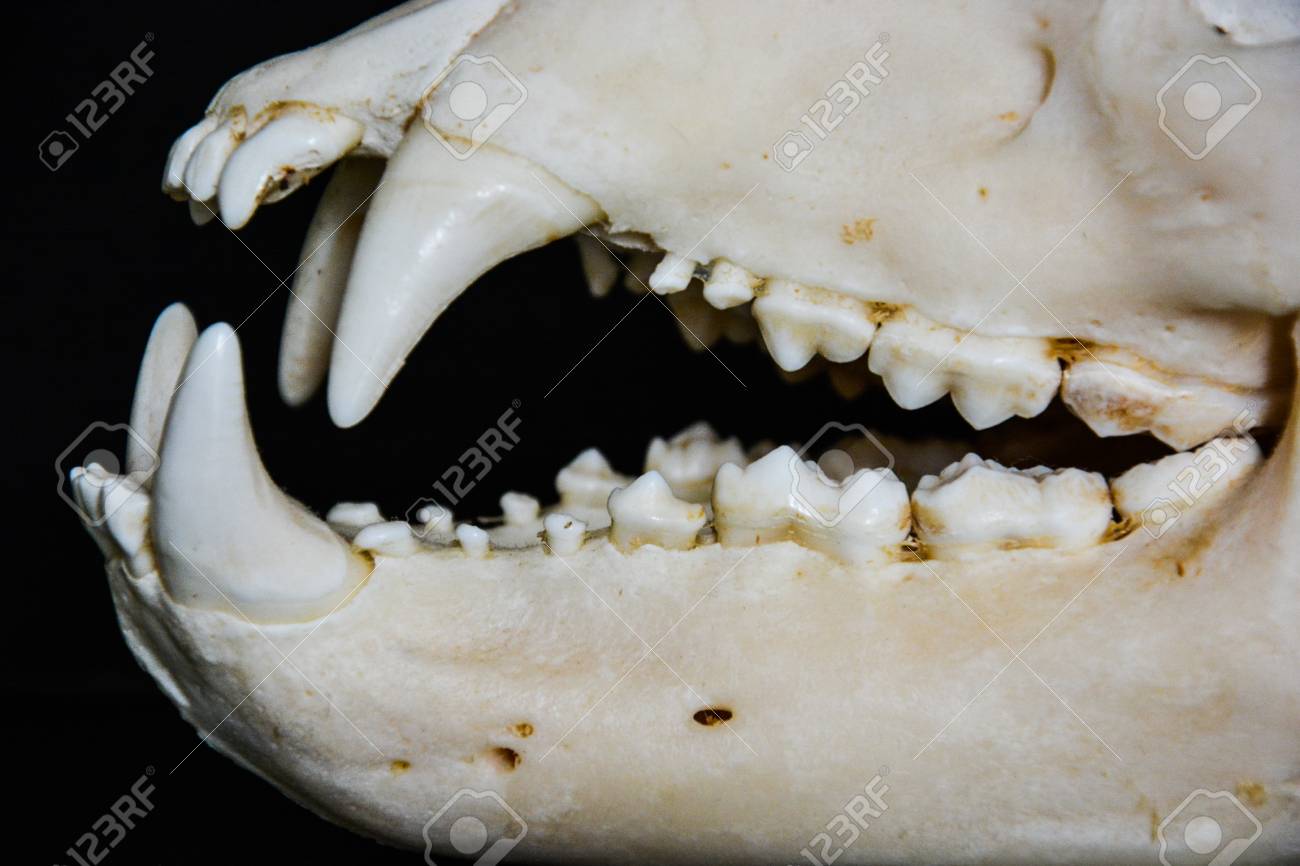 動物の頭蓋骨の頭 これは熊の頭 の写真素材 画像素材 Image