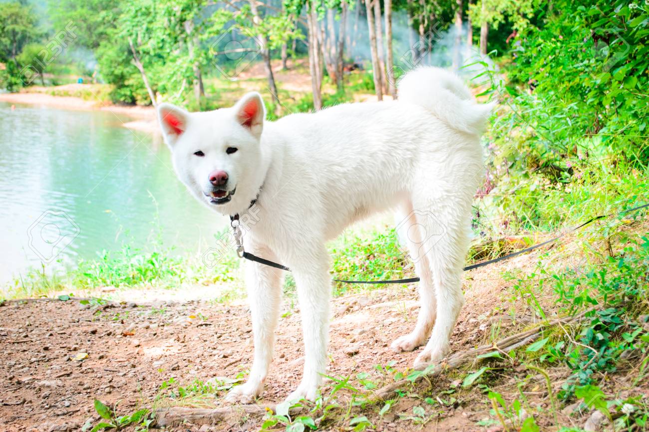 女性の白い犬 日本の秋田 秋田犬 水の近くの夏 緑の背景 の写真素材 画像素材 Image 女性の白い犬 日本の秋田 秋田犬 水の近くの夏 緑の背景 の写真素材 画像素材 Image