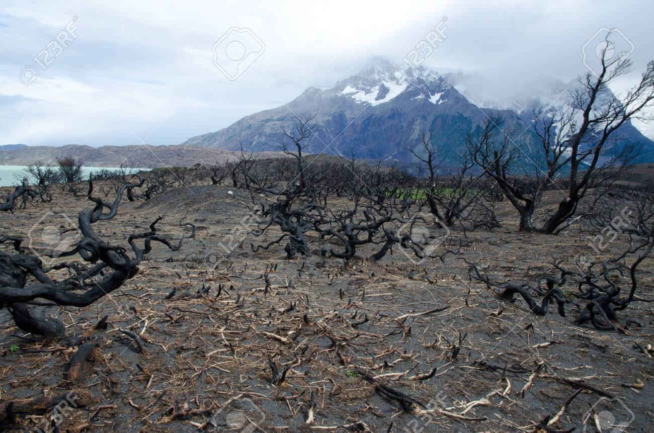 Pehoe Lake, Cordillera Paine And Burned Area In The Torres Del Paine  National Park By The Great Fire In 2011-2012. Ultima Esperanza Province.  Magallanes And Chilean Antarctic Region. Chile. Stock Photo, Picture, image size:1300x861