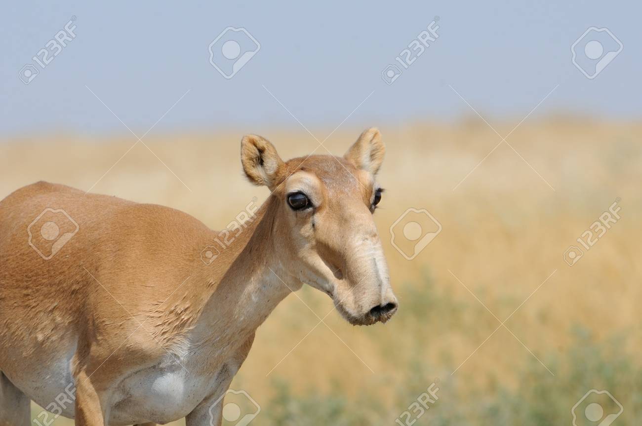Saigauantilope