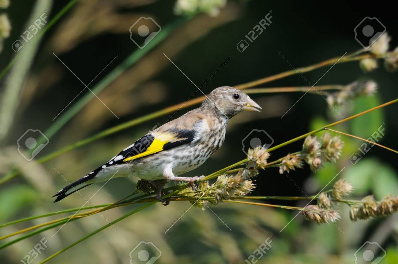 perching juvenile goldfinch carduelis carduelis eats grass stock