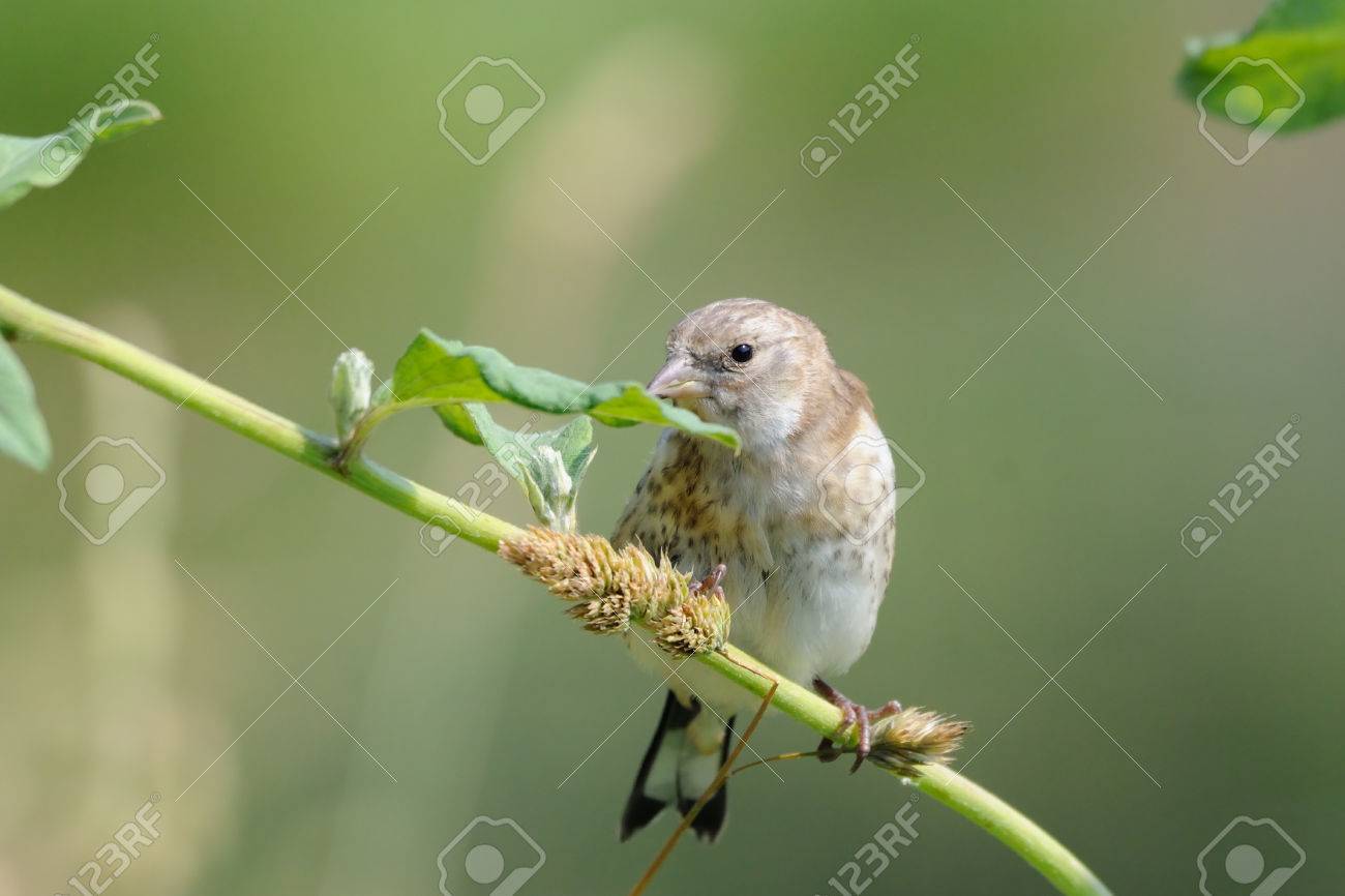 perching juvenile goldfinch carduelis carduelis eats grass stock