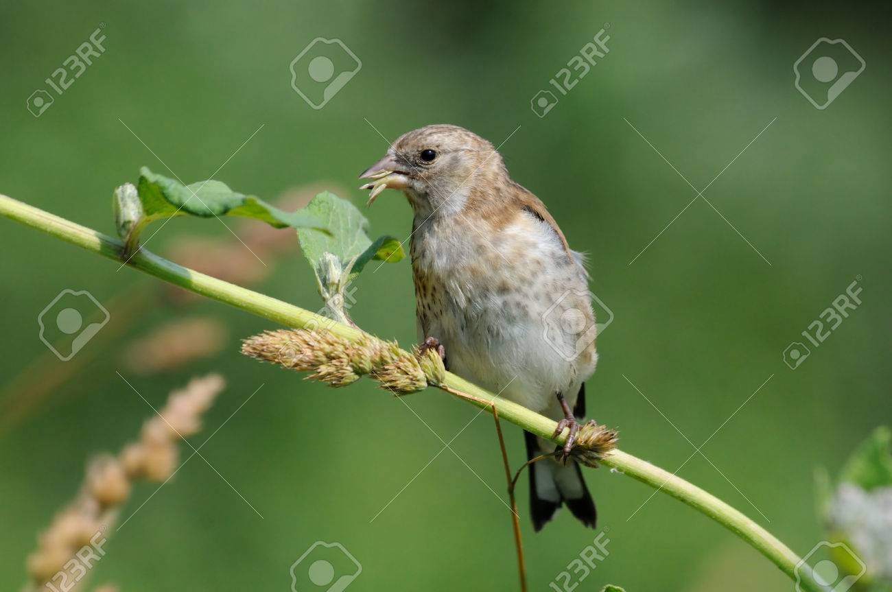 perching juvenile goldfinch carduelis carduelis eats grass stock