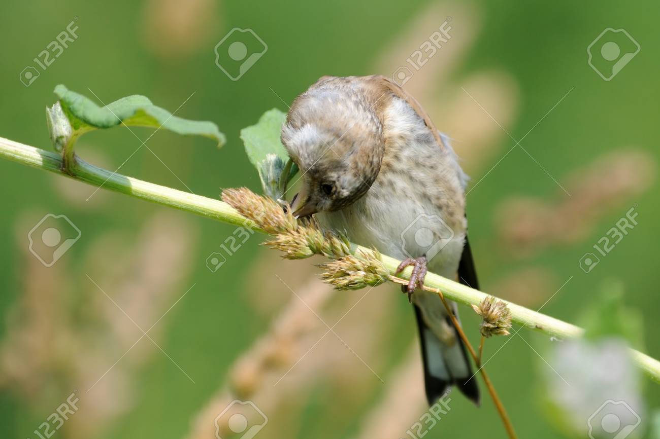 perching juvenile goldfinch carduelis carduelis eats grass stock