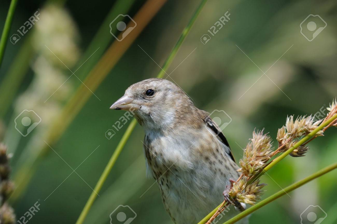 perching juvenile goldfinch carduelis carduelis eats grass stock