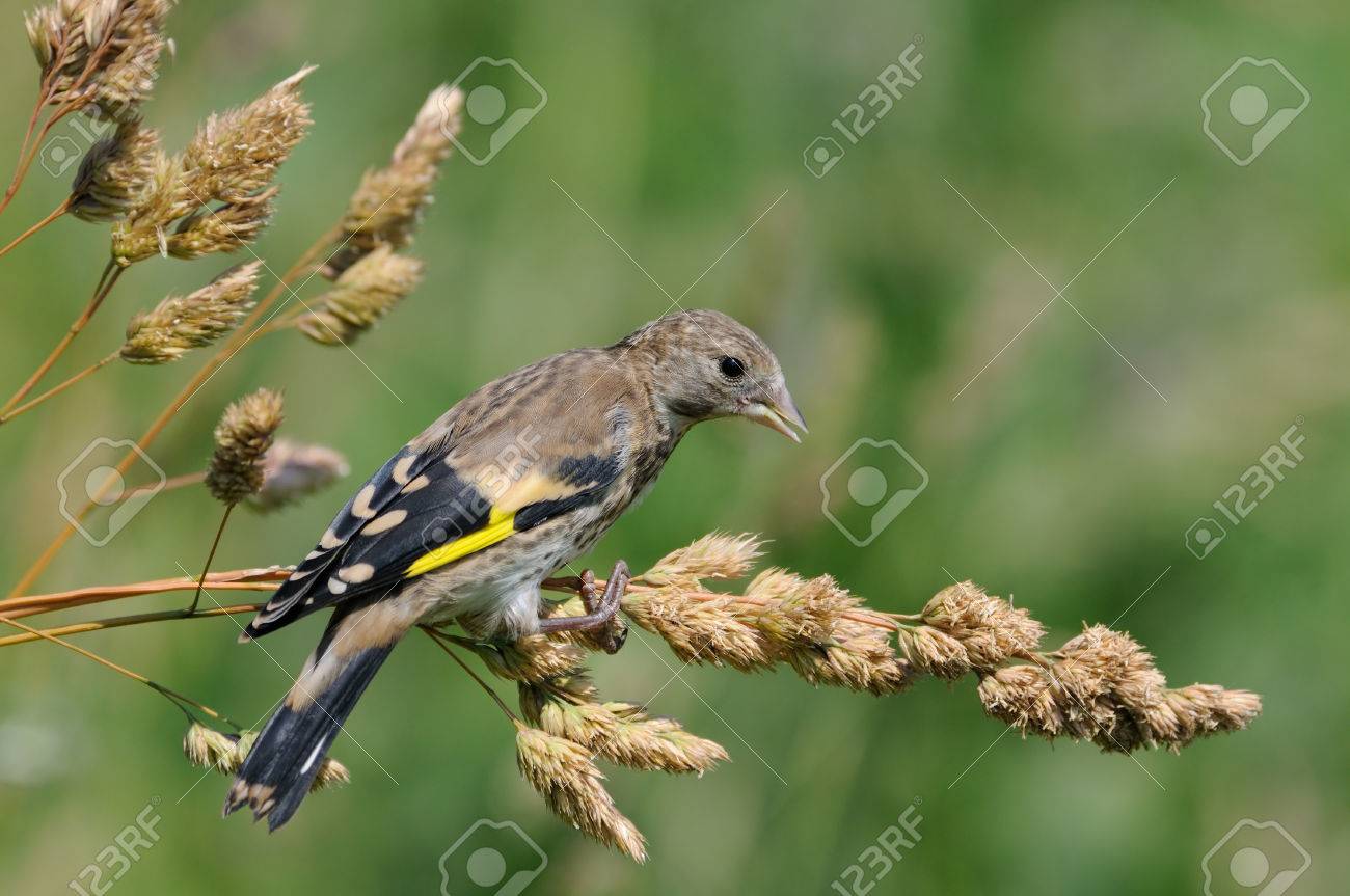 perching juvenile goldfinch carduelis carduelis eats grass stock