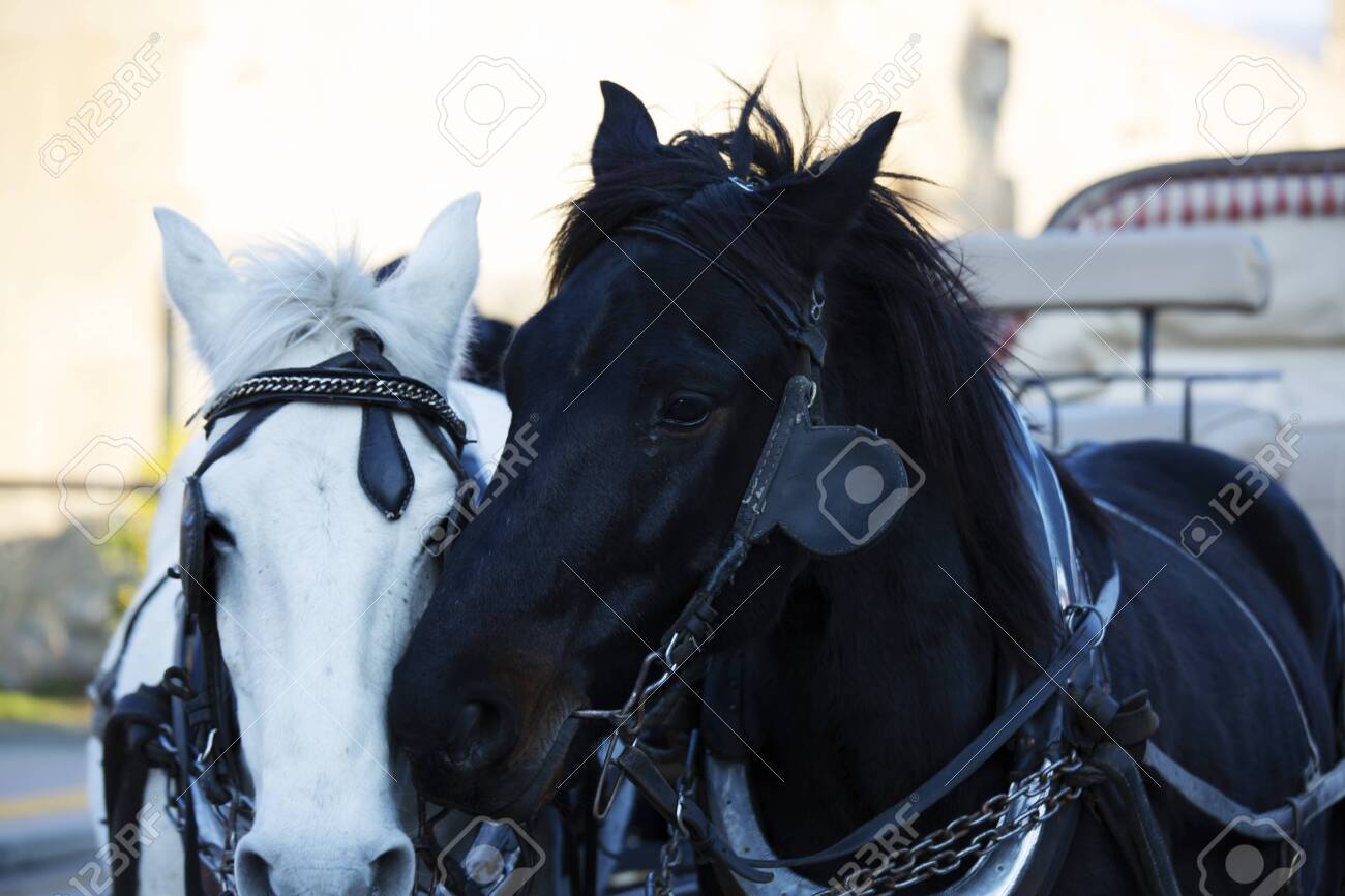 白馬と黒馬の肖像油彩画 Yahoo!オークション - 白崎明【馬三頭】油彩画 F8号(45.5cmx38cm