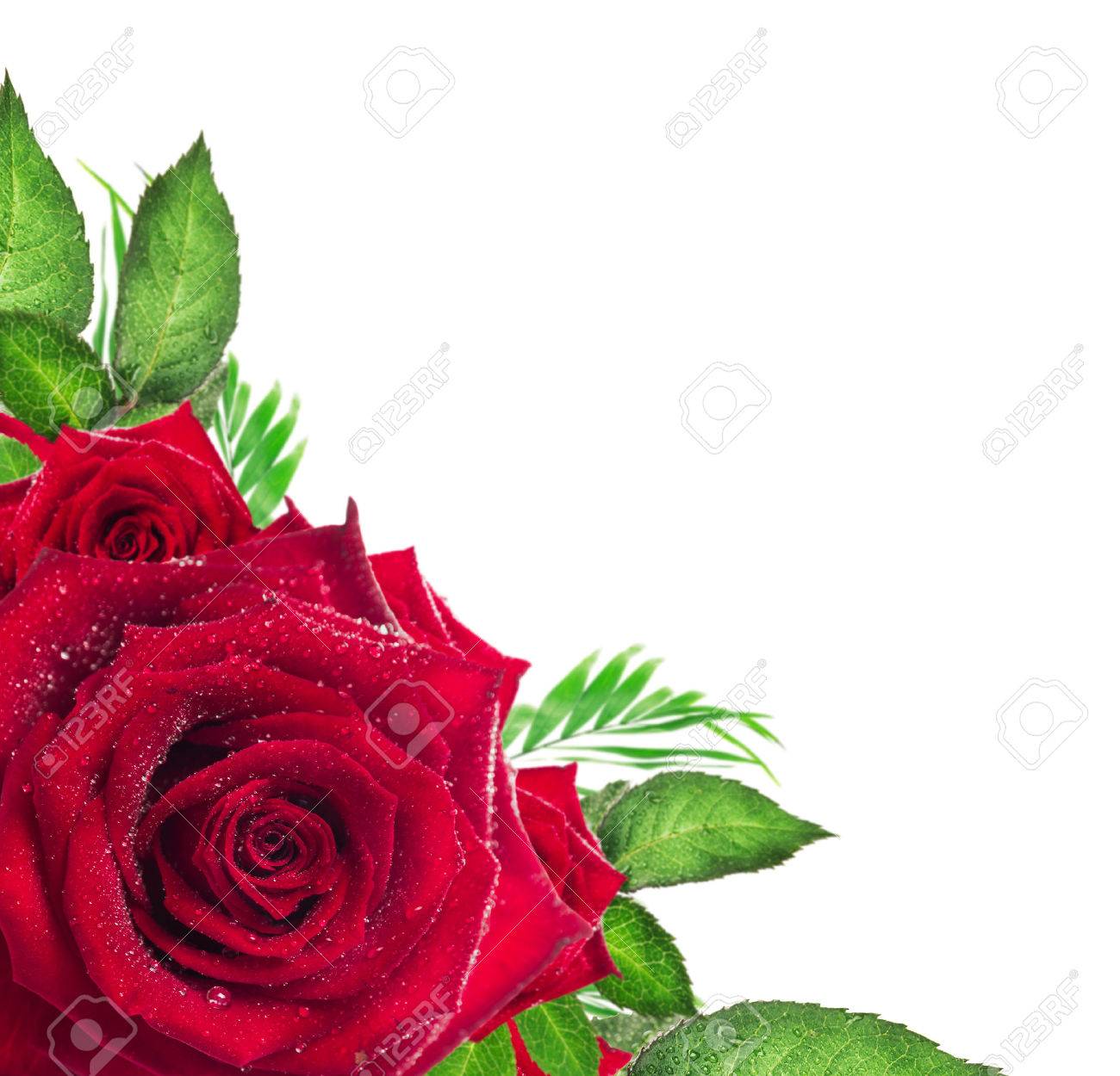 red rose flower with green leaves on white background corner