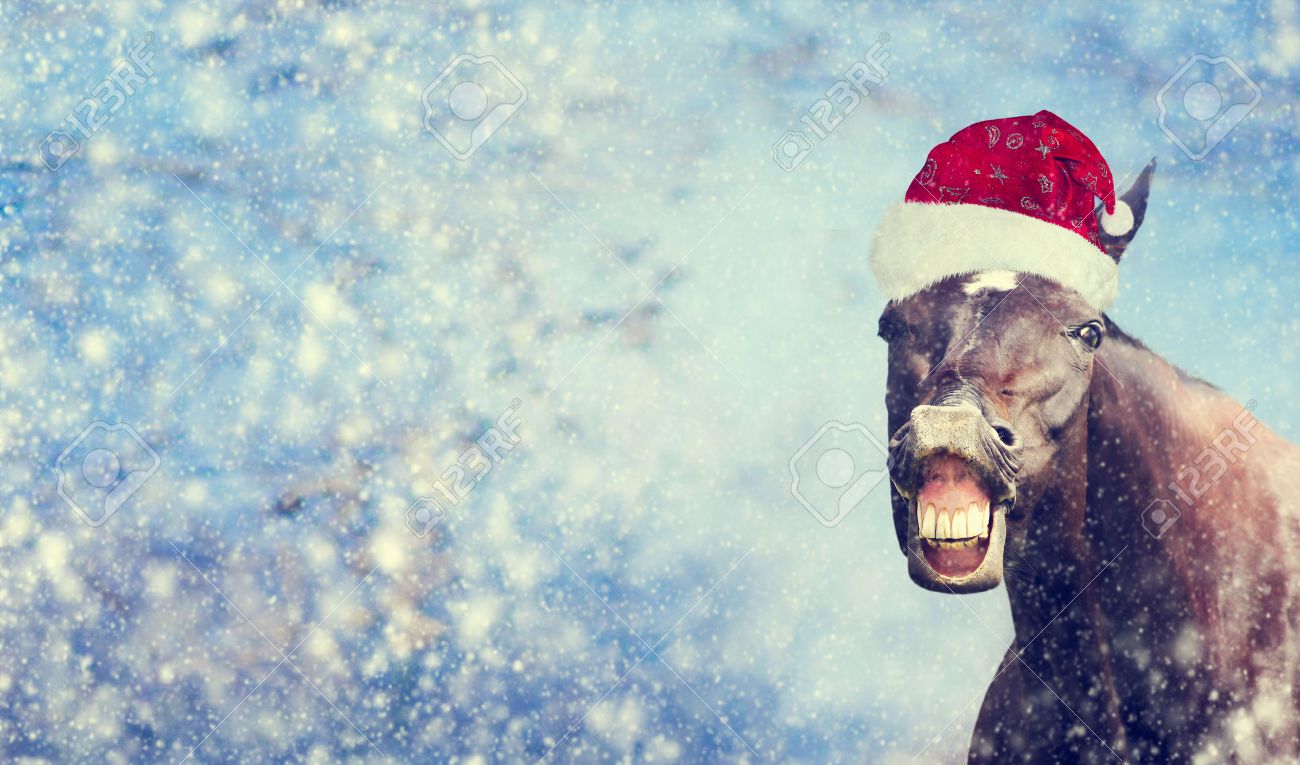 funny christmas horse with santa hat smiling and looking into