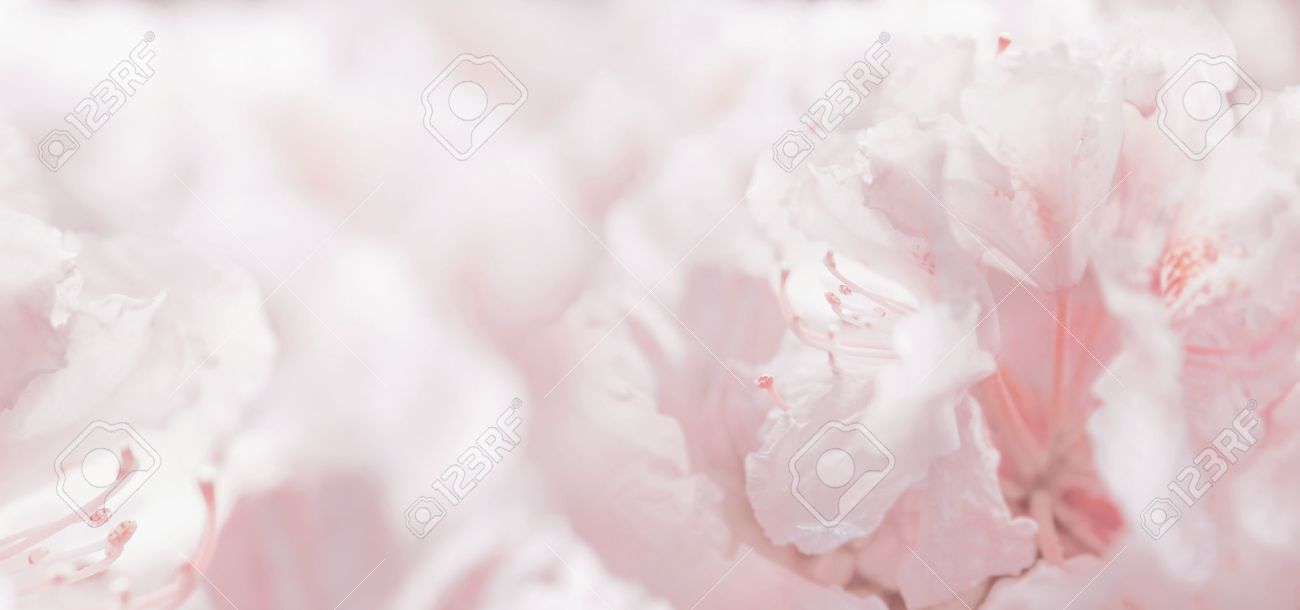 Pink Pastel Floral Romantic Background And Bokeh, Banner Stock Photo,  Picture and Royalty Free Image. Image 52488105., image size:1300x610