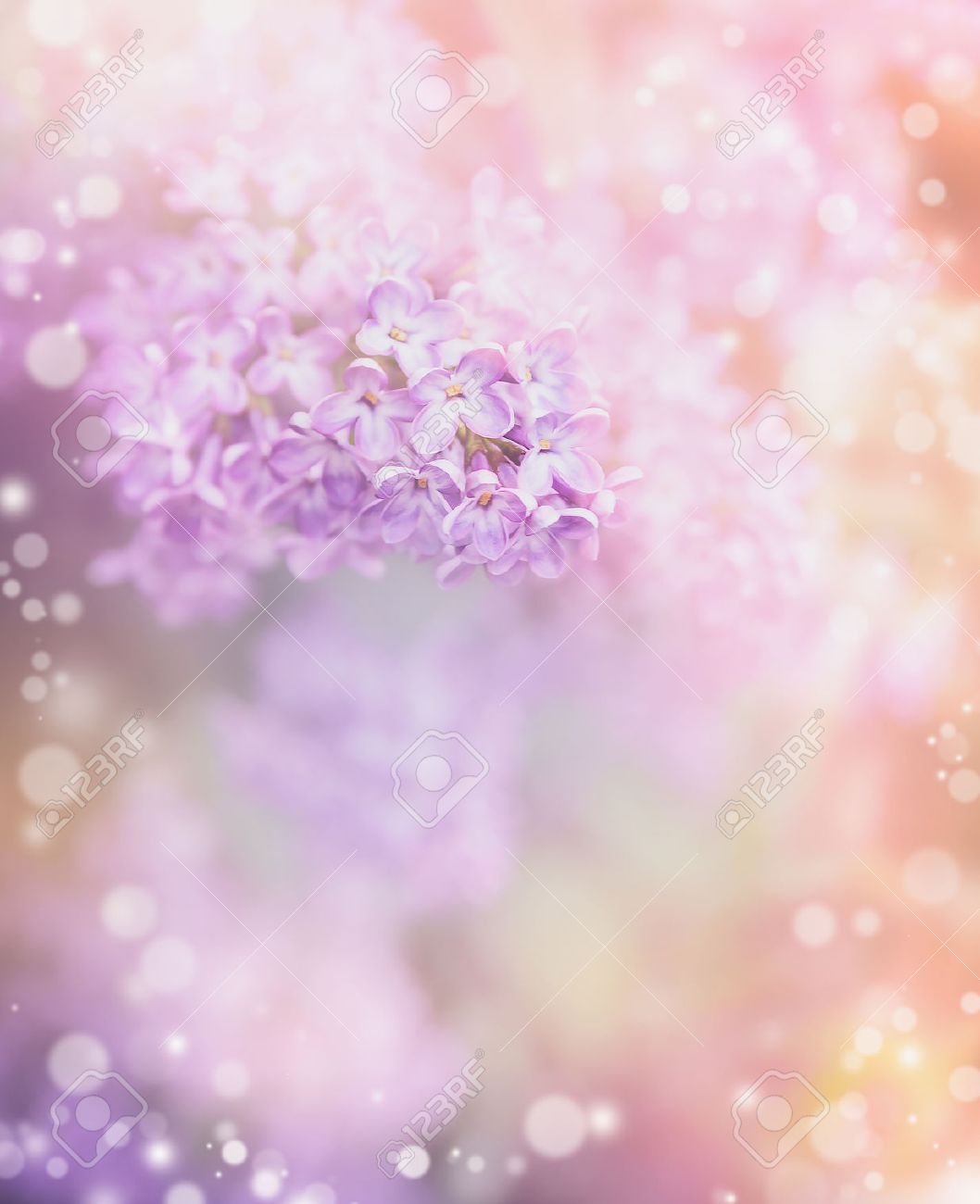 背景の美しいボケ味のライラック色の花 ロマンチックなパステル花柄ボーダー の写真素材 画像素材 Image