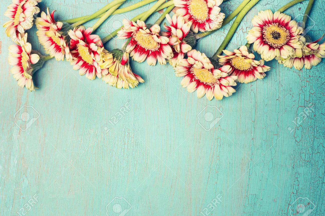 かわいいヒナギクまたはターコイズ ブルーみすぼらしいシックな背景 平面図 国境のガーベラ お祝い挨拶や招待カード 水平 の写真素材 画像素材 Image