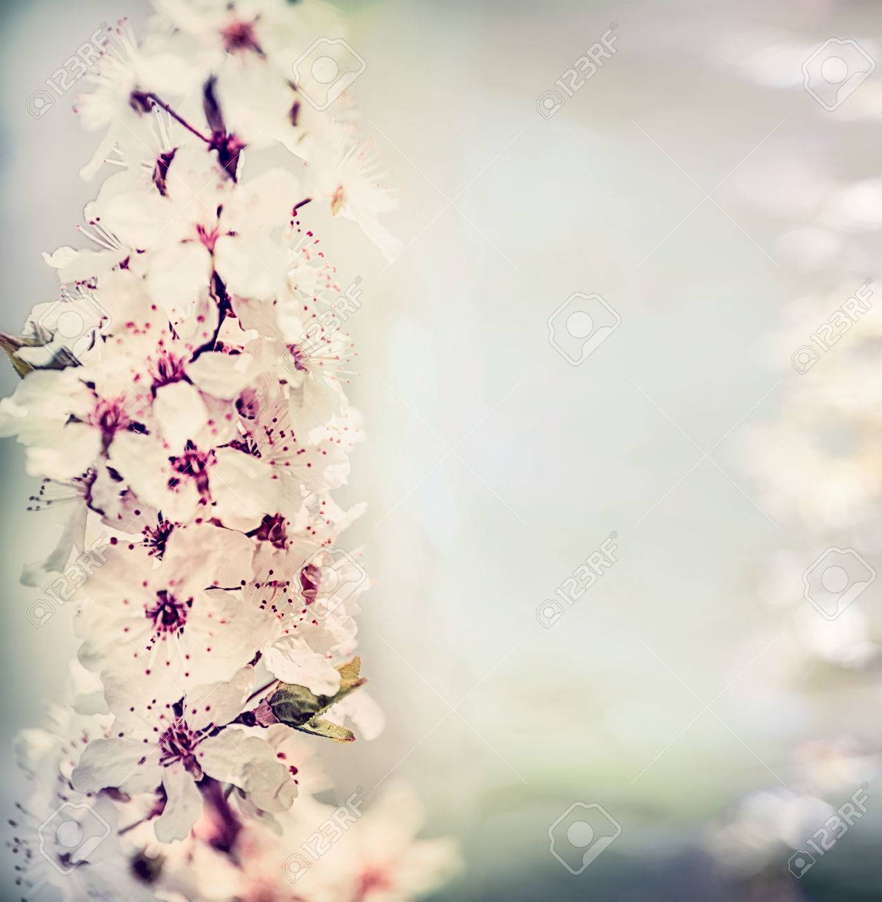 かなり春ボケ照明 花の境界線とパステル カラーの桜の花の背景 の写真素材 画像素材 Image かなり春ボケ照明 花の境界線とパステル カラーの桜の花の背景 の写真素材 画像素材 Image