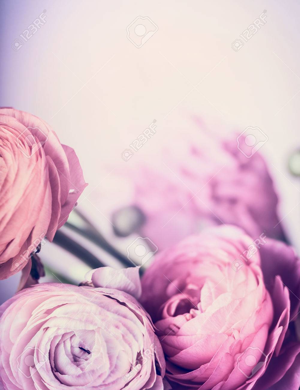 Pale Pink Flowers On Pastel Background Close Up Floral Border