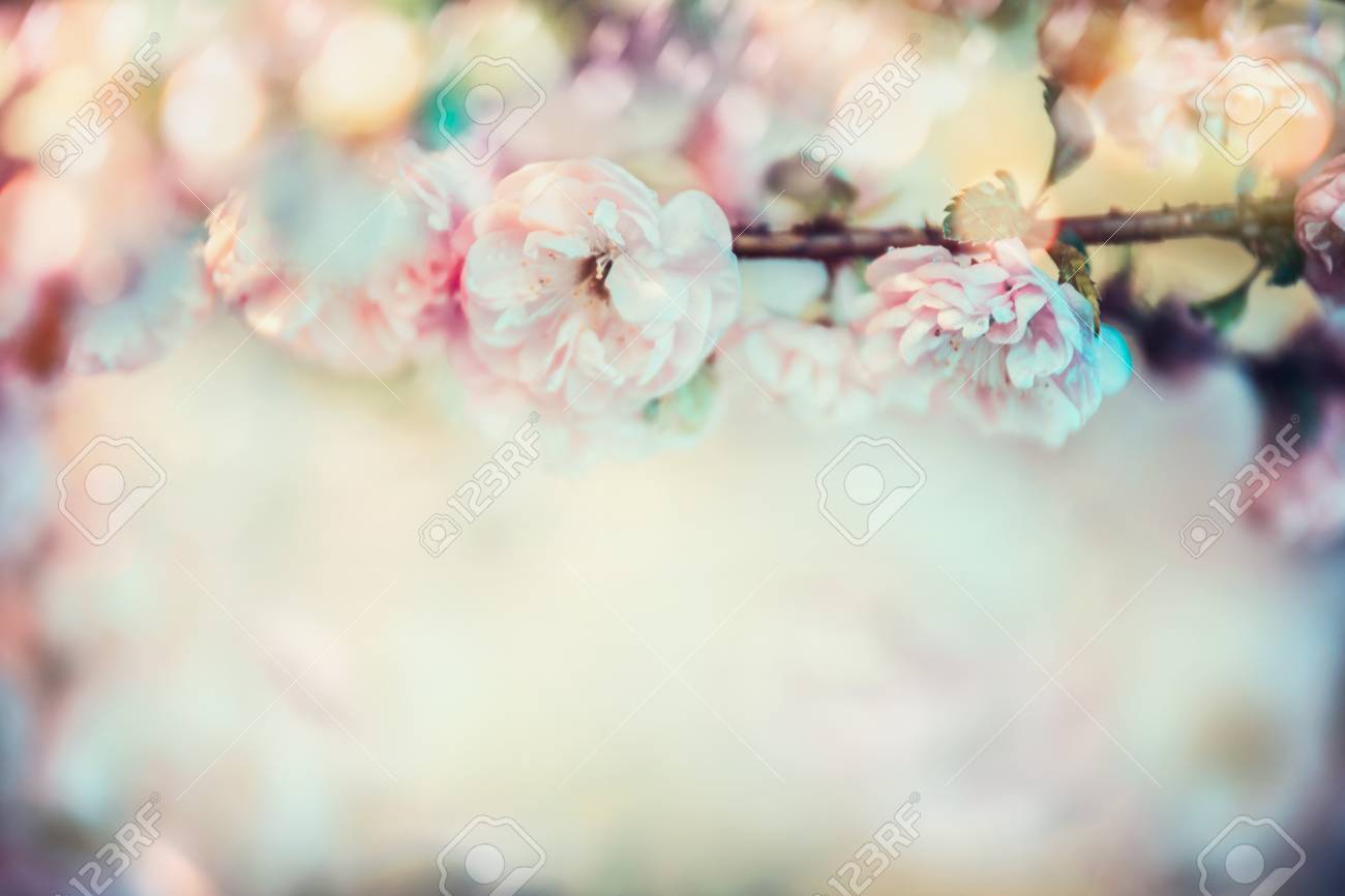 Pretty Cherry Blossom With Sunlight And Bokeh , Springtime Nature, Floral  Border Stock Photo, Picture and Royalty Free Image. Image 76044128., image size:1300x866