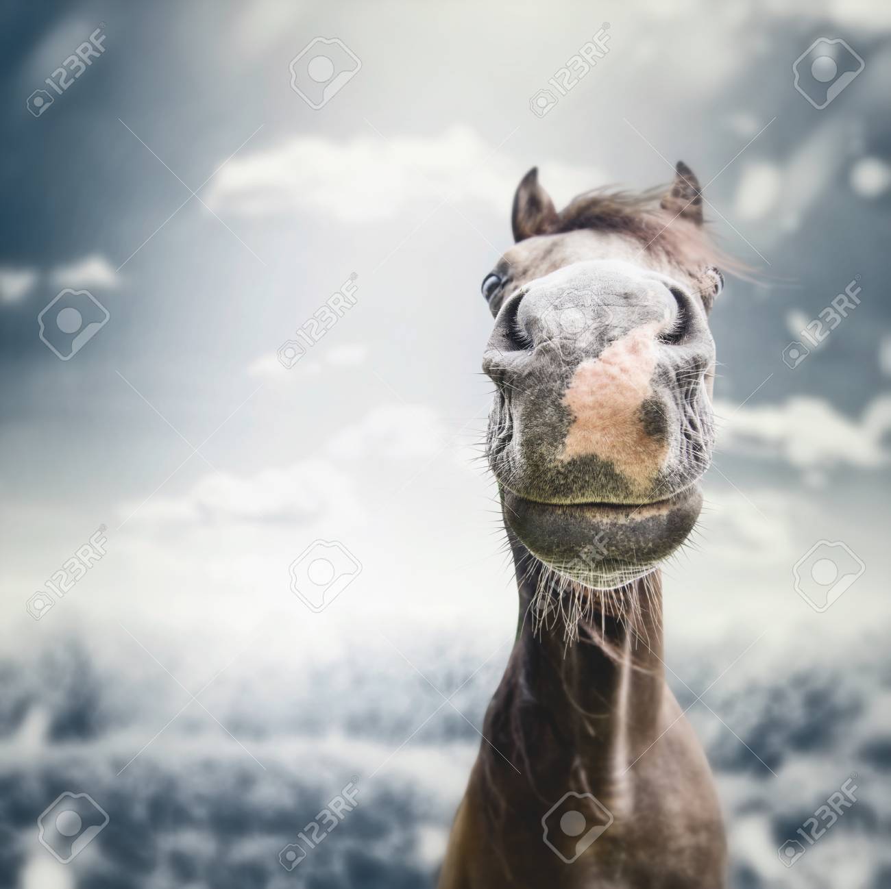 Visage De Cheval Drôle Museau Avec Nez à Lautomne Fond De Nature Couvert Avec Des Nuages Le Vent Et La Pluie