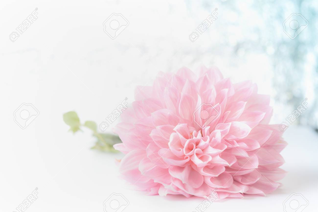 Grande Belle Fleur Rose Pâle Sur Fond De Bokeh Vue De Face Carte De Voeux Florale Créative Pour La Fête Des Mères Un Mariage Un événement Heureux