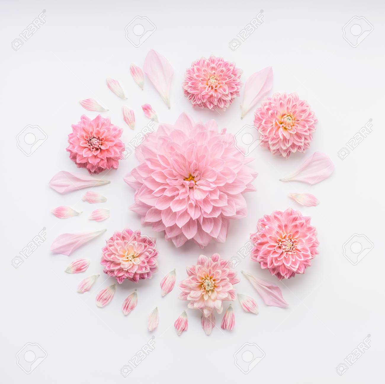 Composicao Palida Cor De Rosa Redonda Das Flores Com As Petalas No Fundo Branco Do Desktop Configuracao Lisa Vista Superior Layout Floral Criativo Ou Cartao Para O Dia Das Maes Casamento Feliz Evento Ou