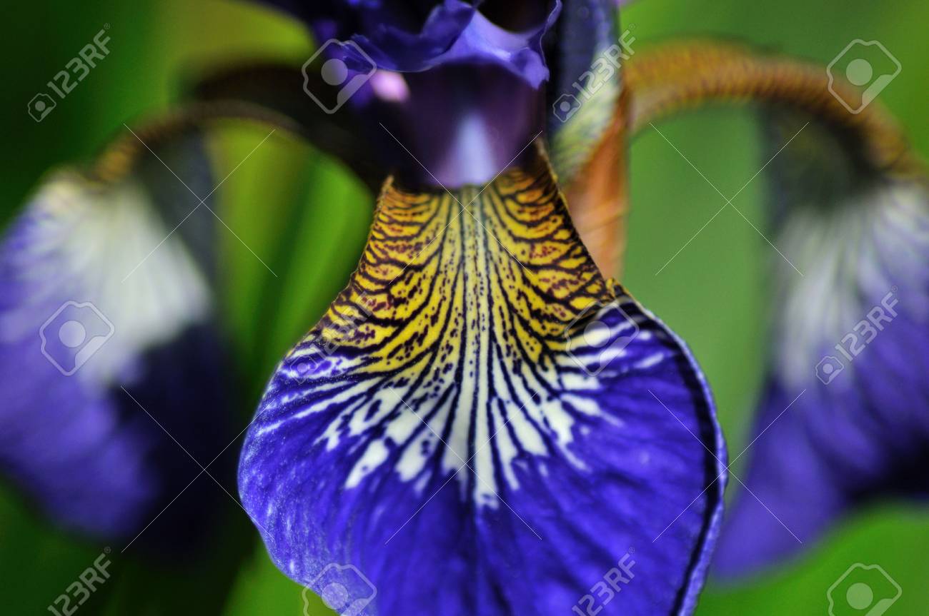 etiam-dictum-ipsum-a-felis