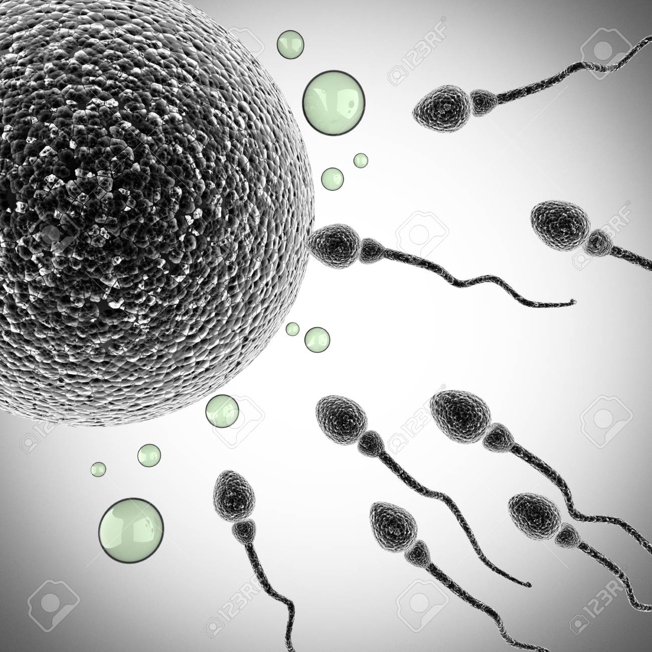 精子と卵細胞 顕微鏡画像 の写真素材 画像素材 Image