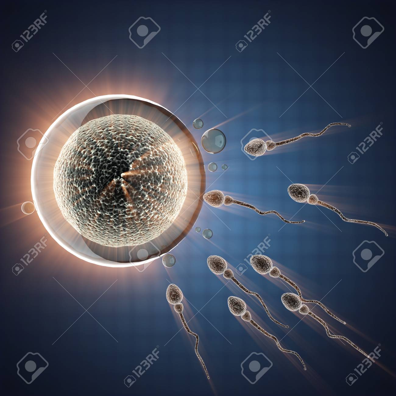 精子と卵細胞 顕微鏡画像 の写真素材 画像素材 Image