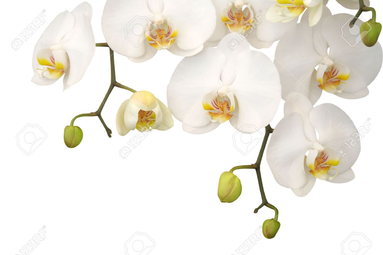 Weisse Orchidee Lokalisiert Auf Weissem Hintergrund Lizenzfreie Fotos Bilder Und Stock Fotografie Image 11342132