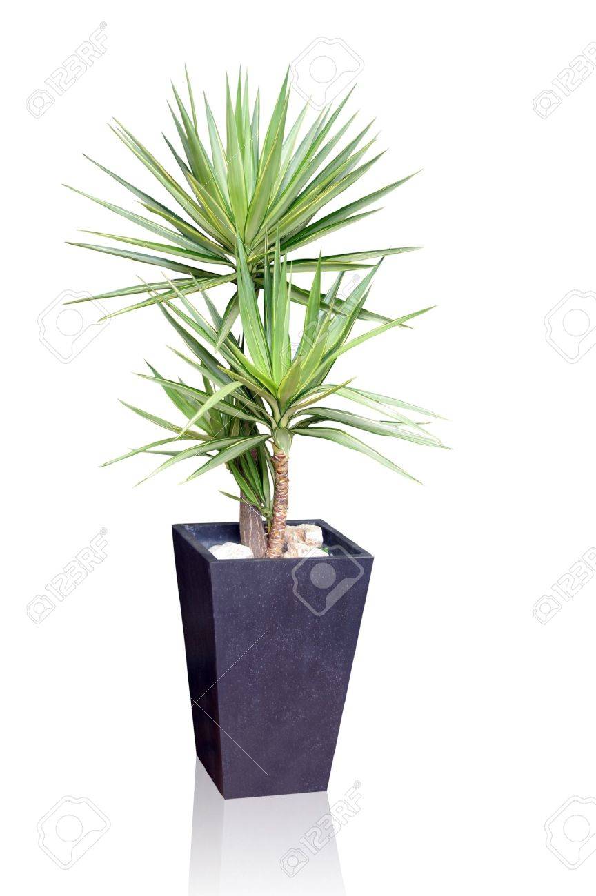 House plant pictures House plant pictures