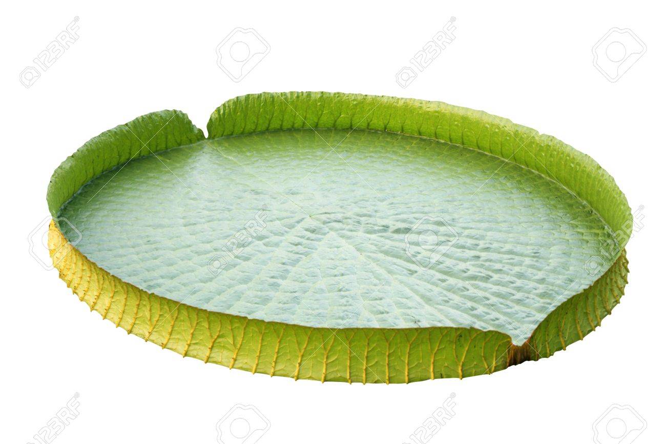 inflatable lily pad