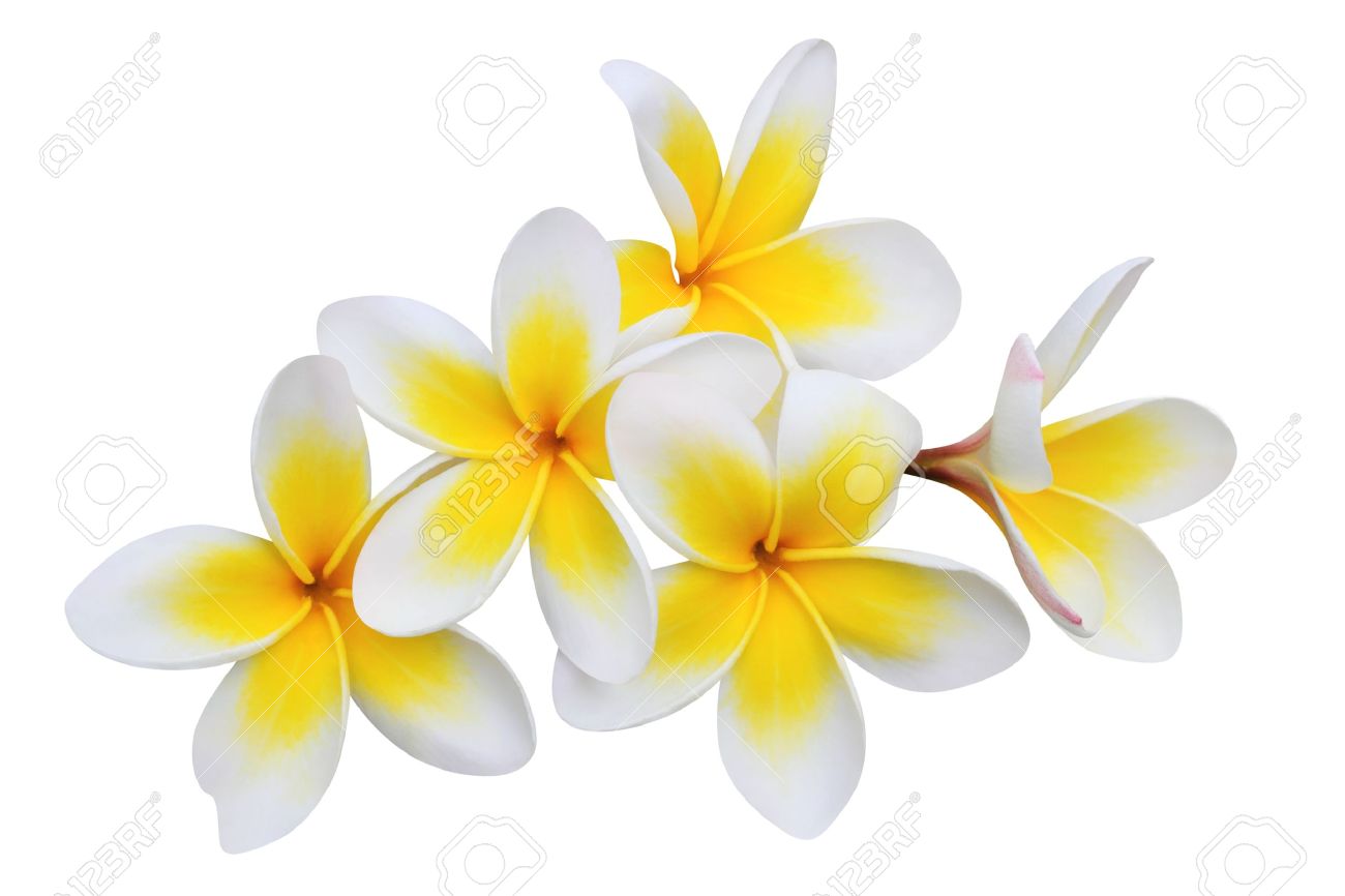 Frangipani Plumeria Blumen Auf Weiss Isoliert Lizenzfreie Fotos Bilder Und Stock Fotografie Image