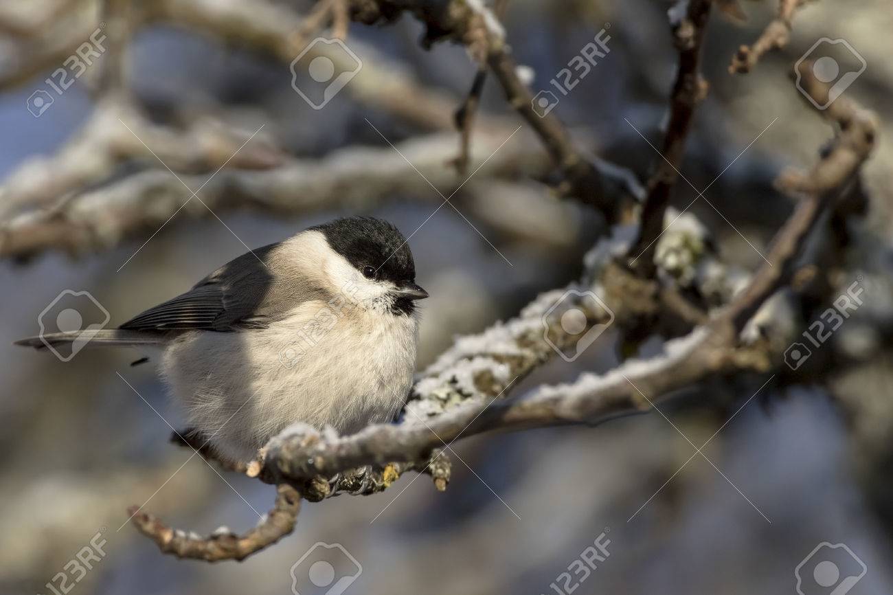 Petit Oiseau Mésange Nonnette Poecile Sin Parus De Palustris Il Est Liste Rouge De Luicn Espèce Distribué En Europe Au Royaume Uni Asie De