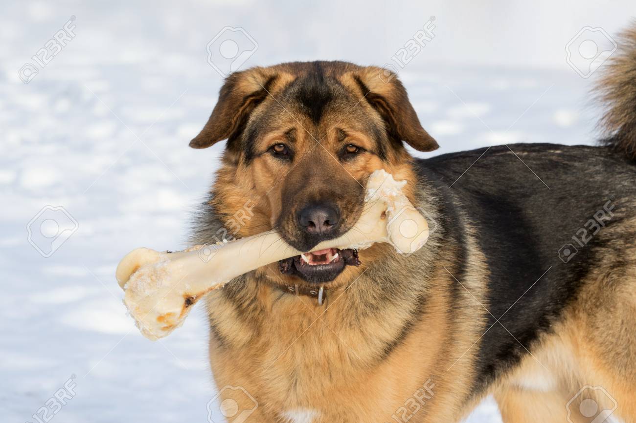 dog with a bone