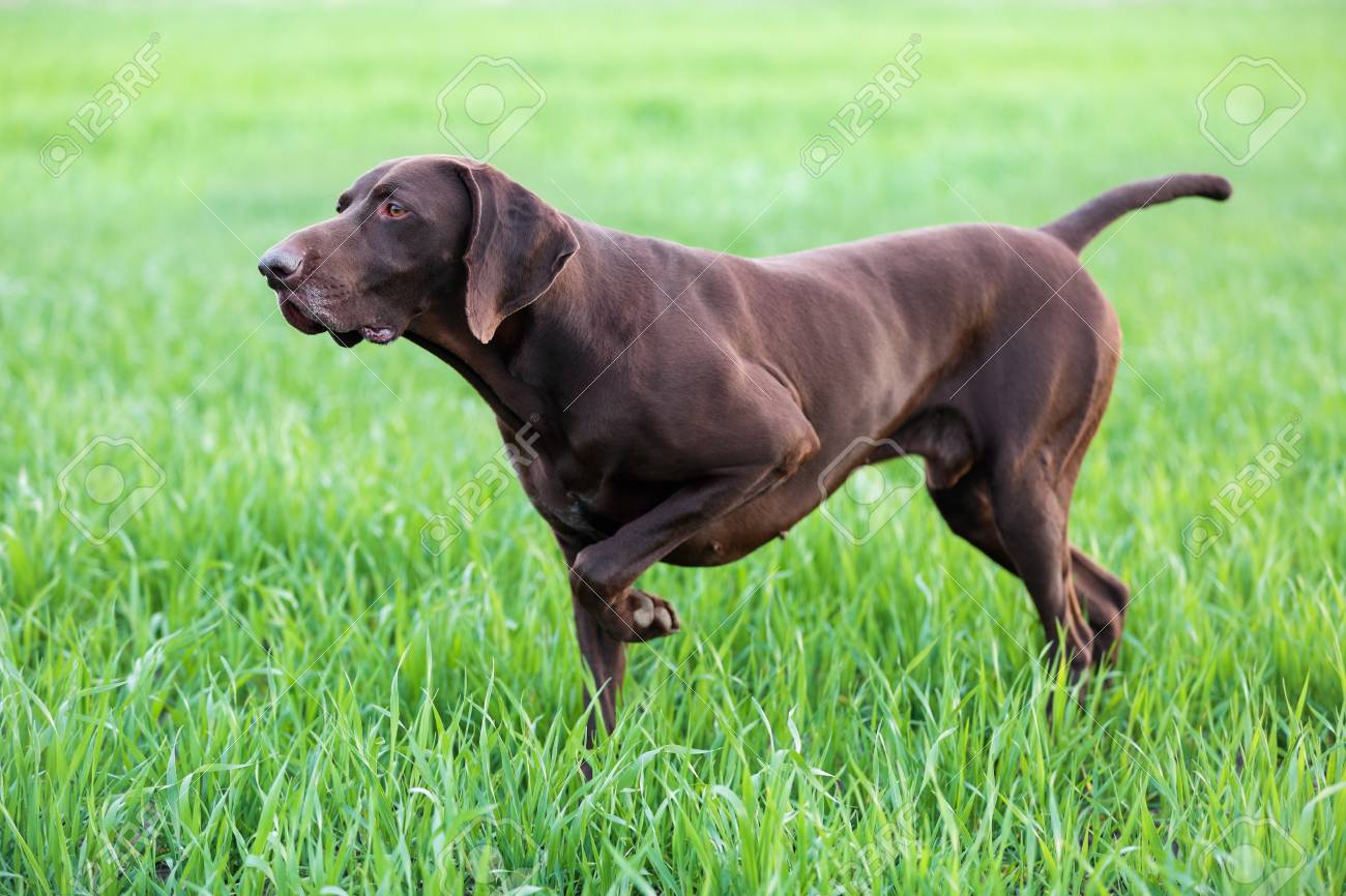 A Muscular Chocolate Brown Hound German Shorthaired Pointer