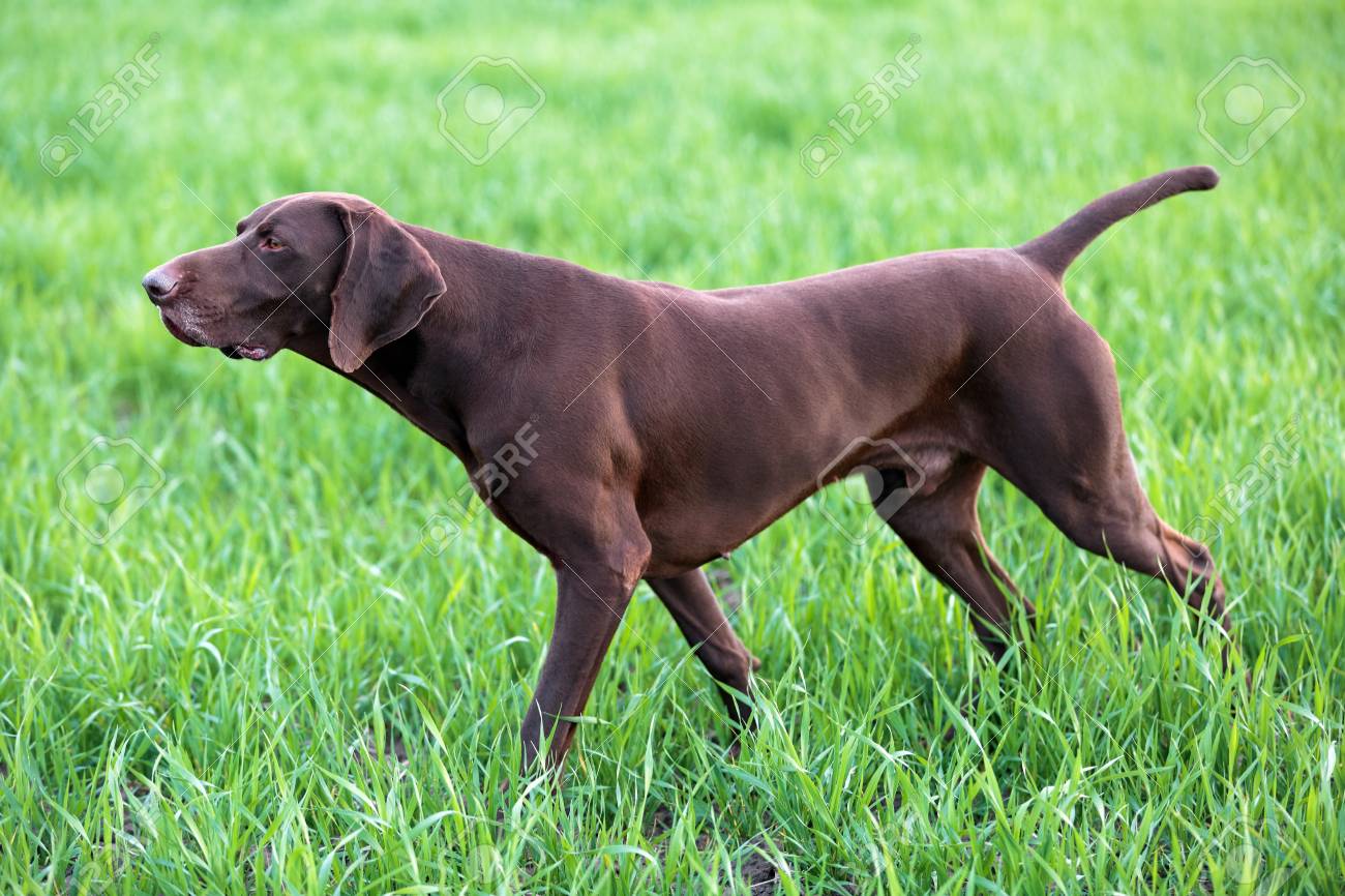 A Muscular Chocolate Brown Hound German Shorthaired Pointer