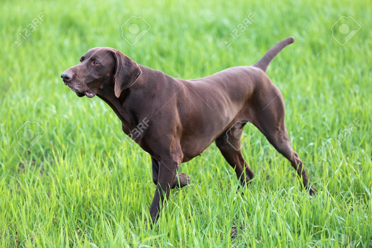 A Muscular Chocolate Brown Hound German Shorthaired Pointer
