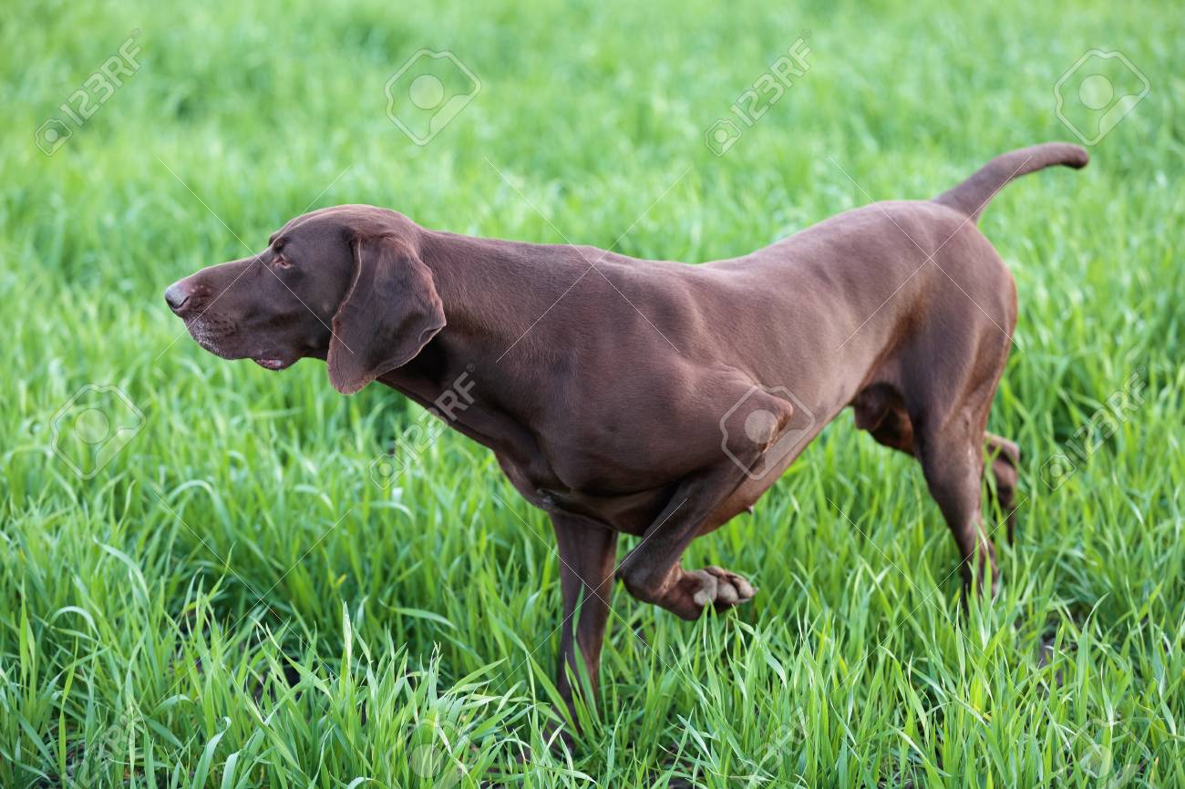 A Muscular Chocolate Brown Hound German Shorthaired Pointer