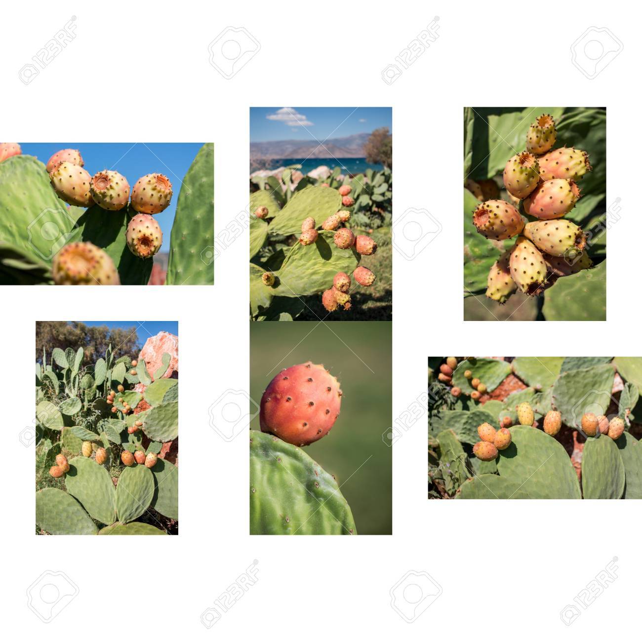 6 Phothos Collage Of Ripe Prickly Pear Cactus Fruits Growing Stock Photo Picture And Royalty Free Image Image 64756286