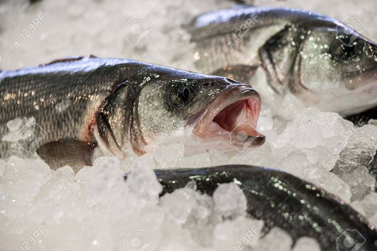 新鮮なヨーロピアンシーバスまたは引き網 販売に並んでギリシャ魚店で氷の上 Lavpaki ヨーロピアンシーバス魚屋で氷の上 水平 夏時間 閉じます の写真素材 画像素材 Image