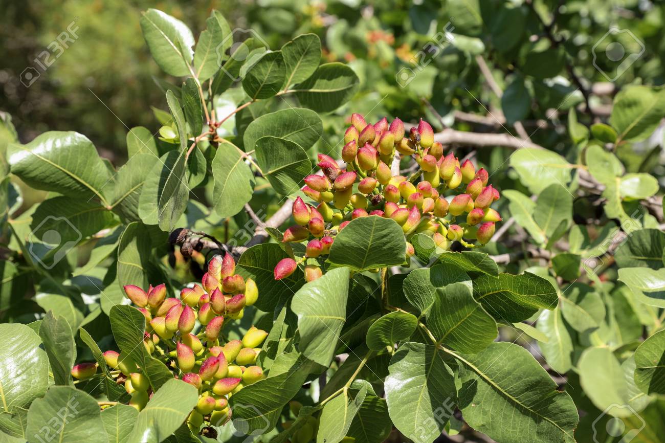 ピスタチオの木の枝にピスタチオを成長しています 春 5 月 水平 クローズ アップ の写真素材 画像素材 Image