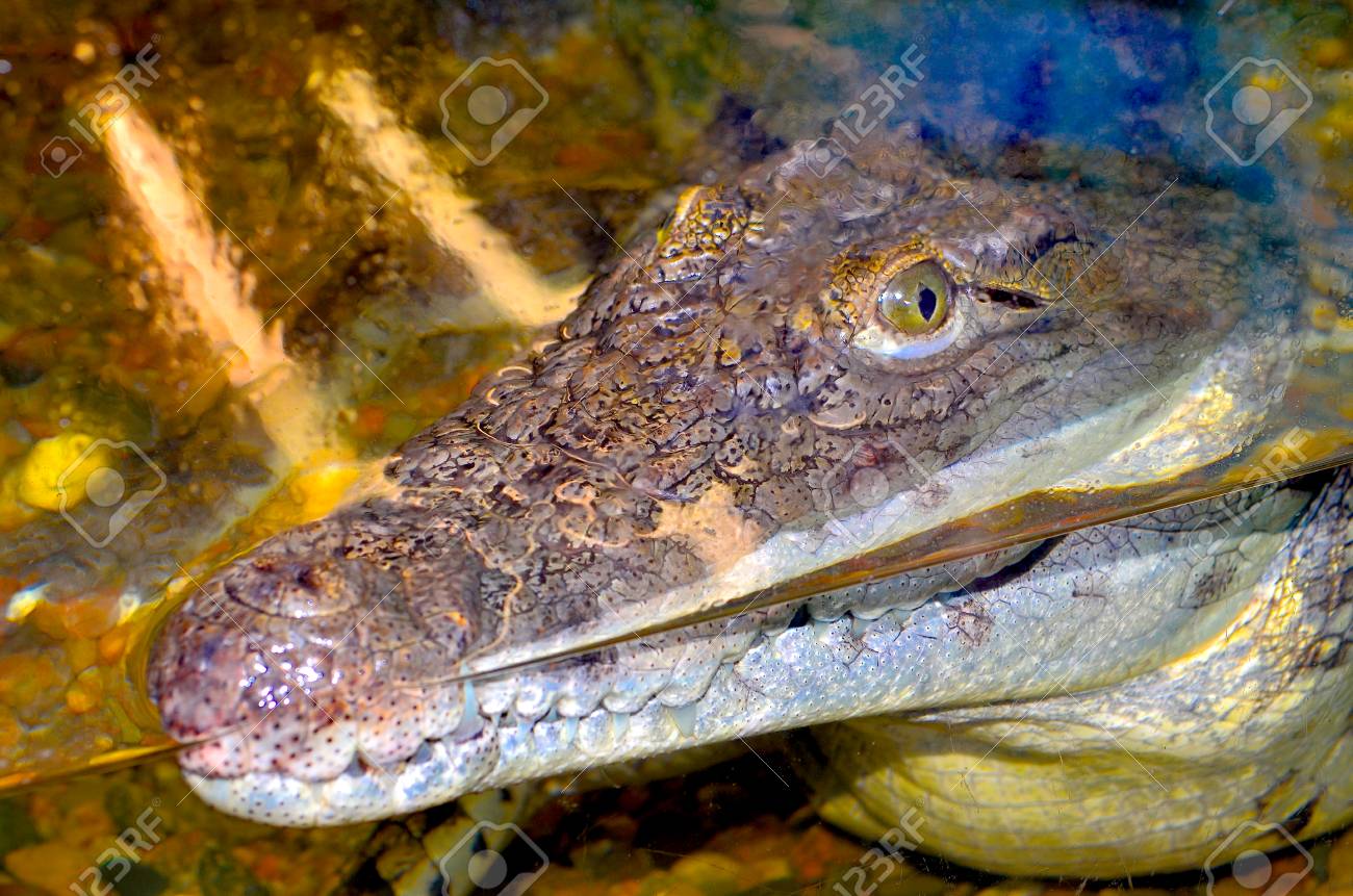 Nilkrokodildiät