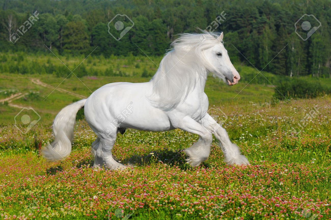 White Horse Runs Gallop In Summer Stock Photo Picture And Royalty Free Image Image