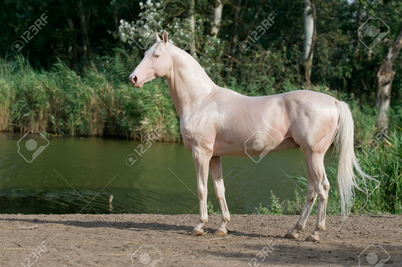 Akhal Cremello teke pictures foto Akhal Cremello teke pictures video