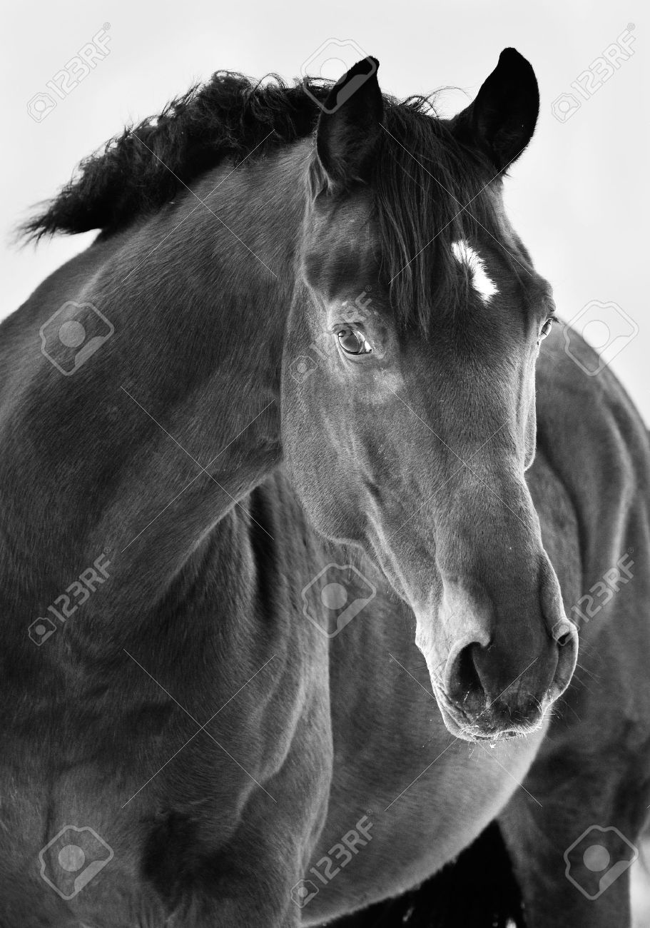 Black horse portrait on grey background black and white photography stock photo 12377794