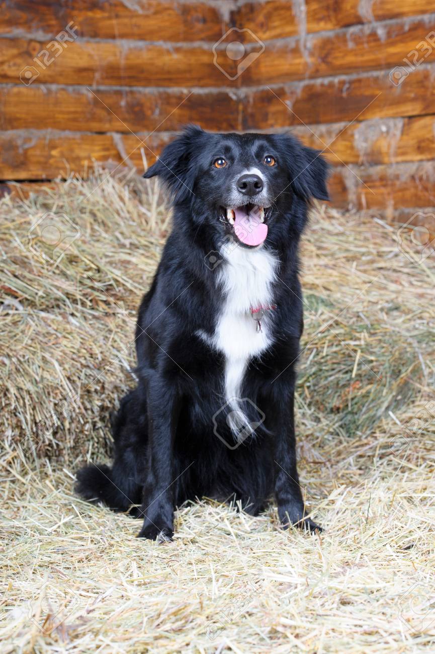 black border collie