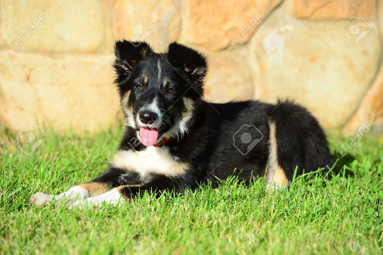 border collie tri colour puppy