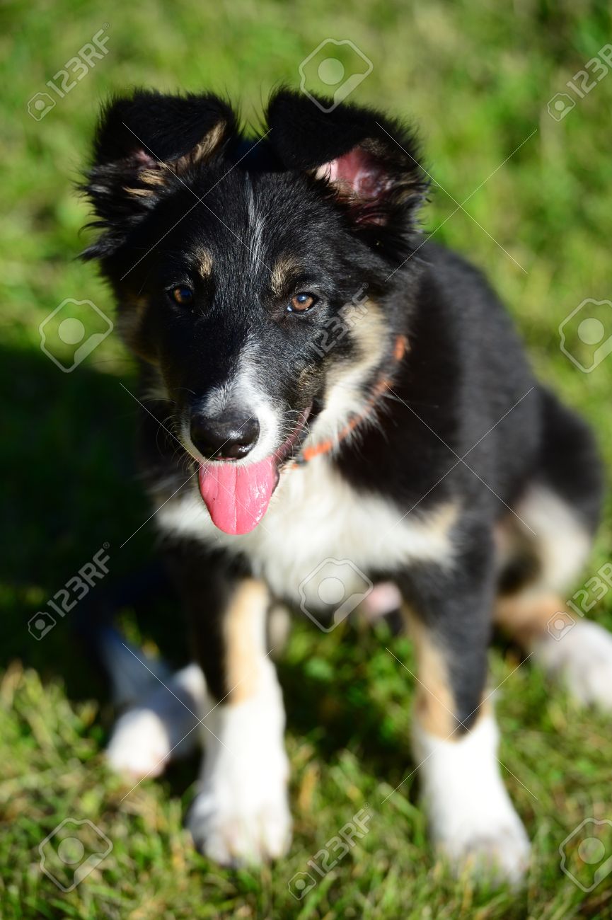 A Tricolor Border Collie Puppy 4 Months Old Dog Sitting On Grass Stock Photo Picture And Royalty Free Image Image 15128083