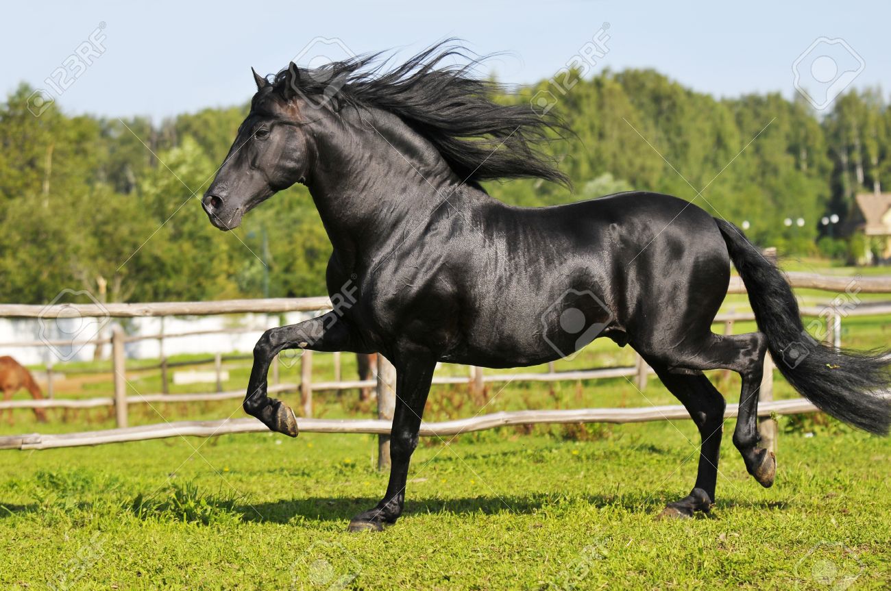 black andalusian horse runs trot stock photo picture and royalty